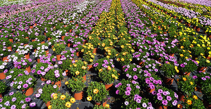 Ahora flores y plantas