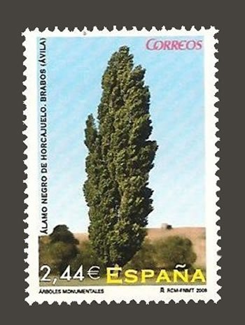 Álamo negro de Horcajuelo