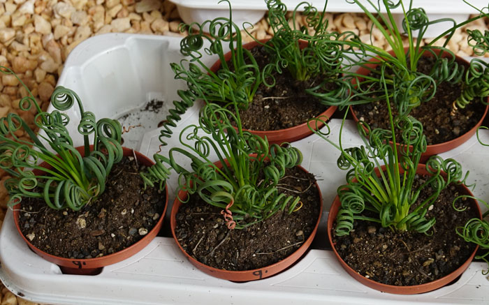 Albuca spiralis