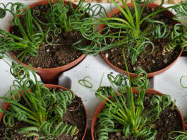 Albuca spiralis