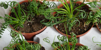 Albuca spiralis