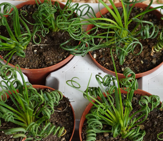 Albuca spiralis