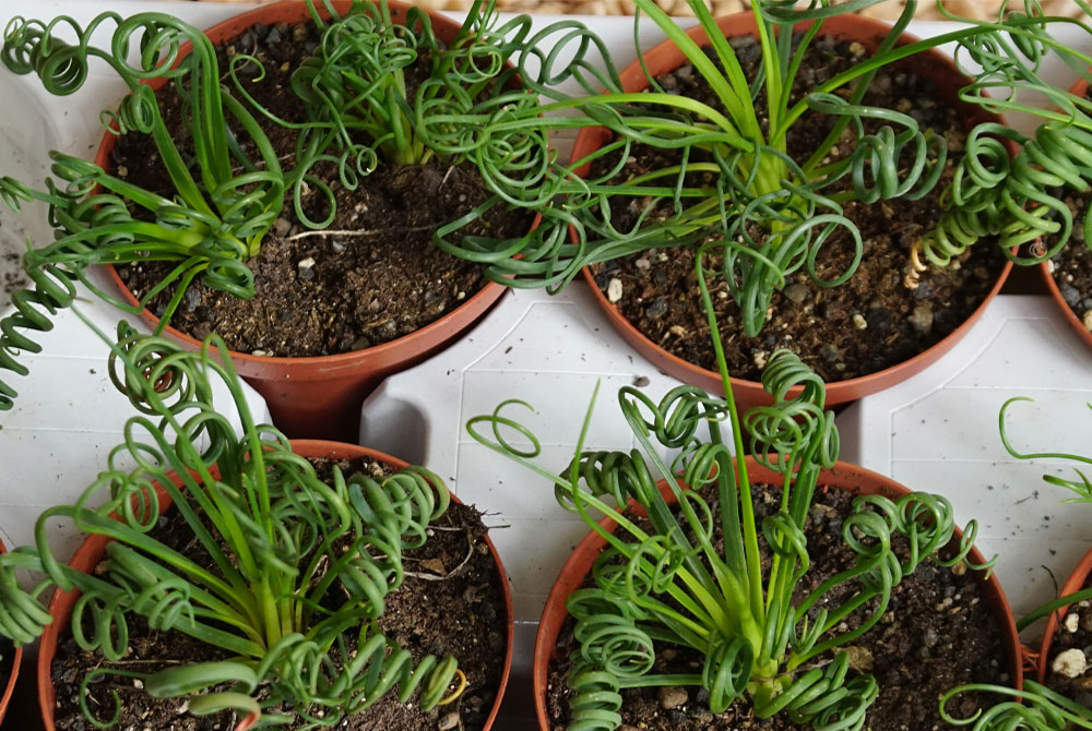 Albuca spiralis