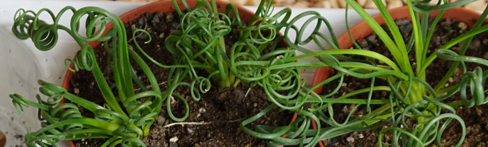 Albuca spiralis