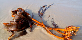 Alga de Ecklonia maxima en la playa