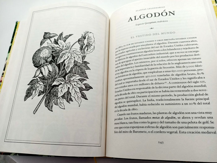 Algodón, plantas legendarias