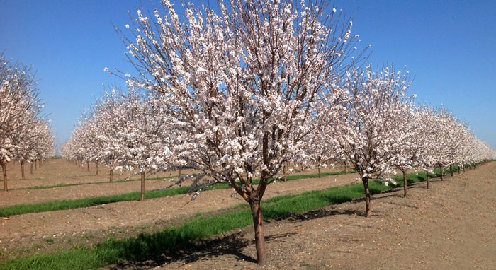 Almendros