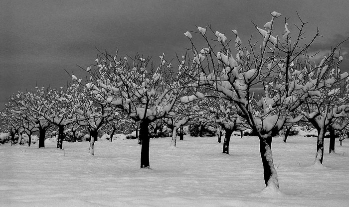 Almendros con nieve