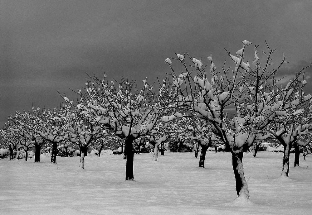 almendros con nieve