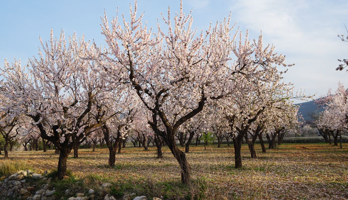 Almendros en flor