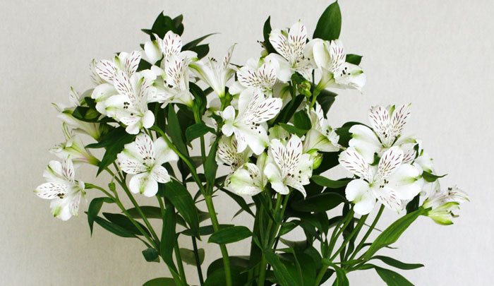 Flores de Alstroemerias