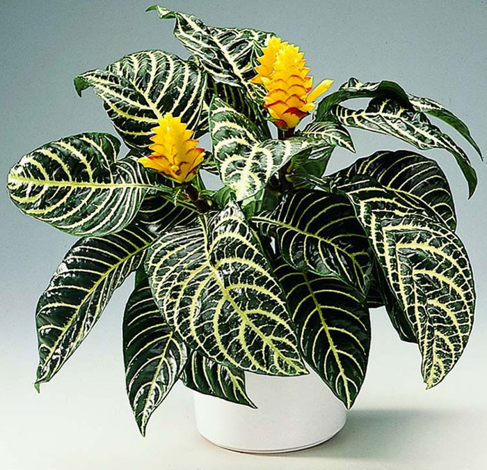 Aphelandra squarrosa