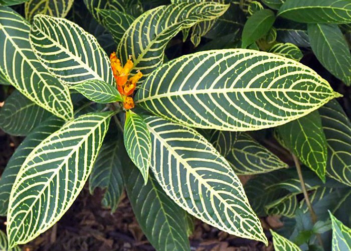 Aphelandra squarrosa