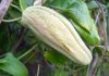 Araujia sericifera, la planta cruel