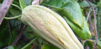 Araujia sericifera, la planta cruel