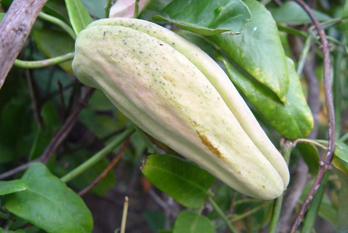 Araujia sericifera, la planta cruel