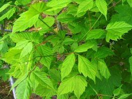 Árbol de Acer negundo