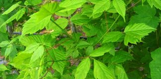 Árbol de Acer negundo