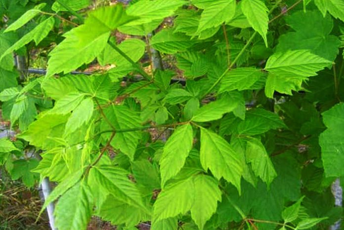 Árbol de Acer negundo