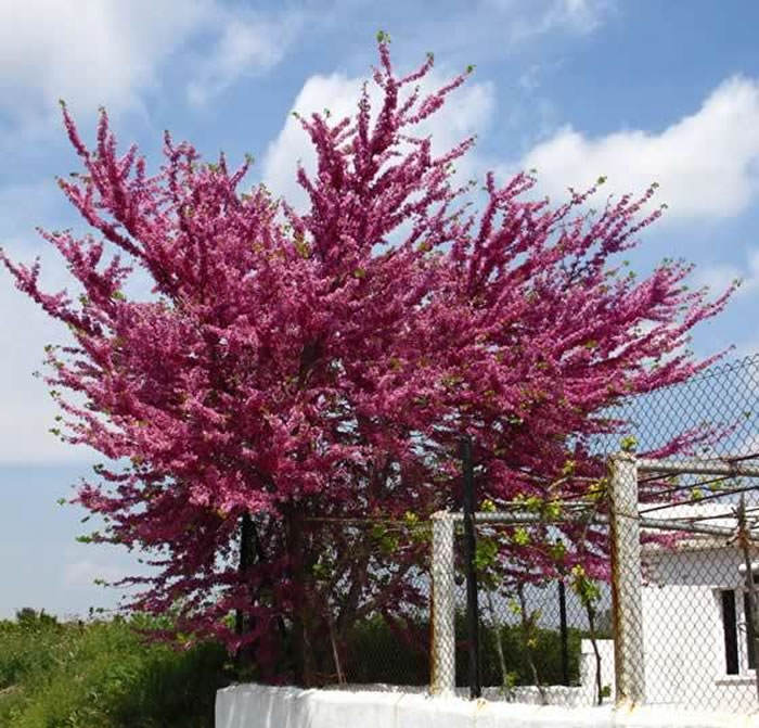 Arbol cercis siliquastrum