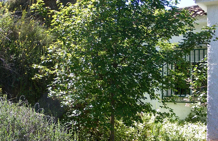 Árbol de Acer campestris