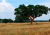 Árbol de alcornoque