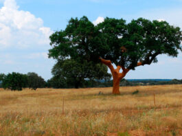 Árbol de alcornoque