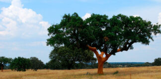 Árbol de alcornoque