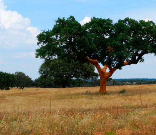 Árbol de alcornoque
