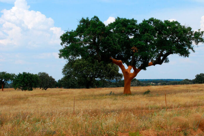 Árbol de alcornoque