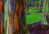 Eucalyptus deglupta