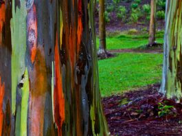 Eucalyptus deglupta