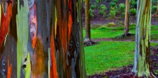 Eucalyptus deglupta