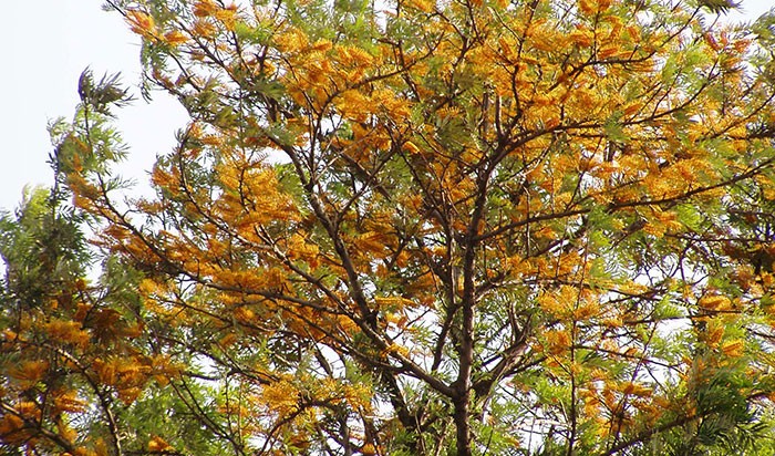 Árbol de Grevillea robusta