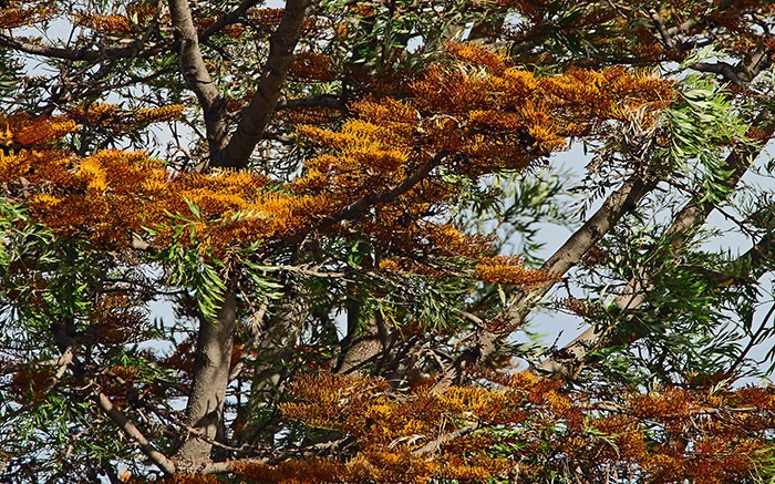 Árbol de Grevillea robusta