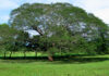 Árbol de Guanacaste