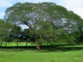 Árbol de Guanacaste