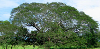 Árbol de Guanacaste