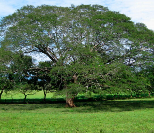 Árbol de Guanacaste