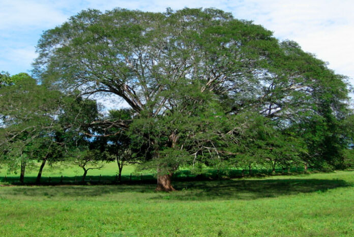 Árbol de Guanacaste