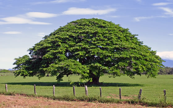 Árbol de Guanacaste