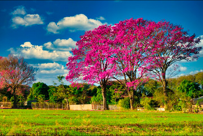 Árbol de Ipe con flores rosas