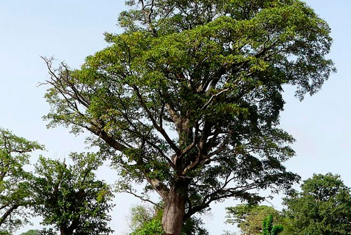 Árbol de Milicia excelsa