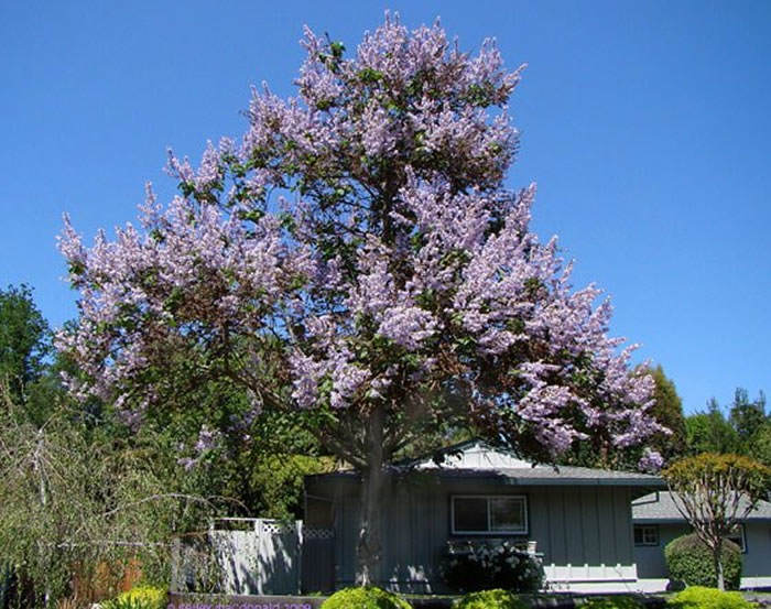 arbol de paulownia tomentosa