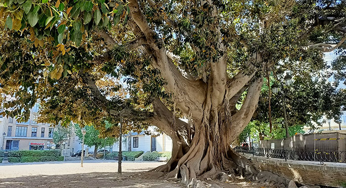 Árbol monumental de Ficus macrophylla