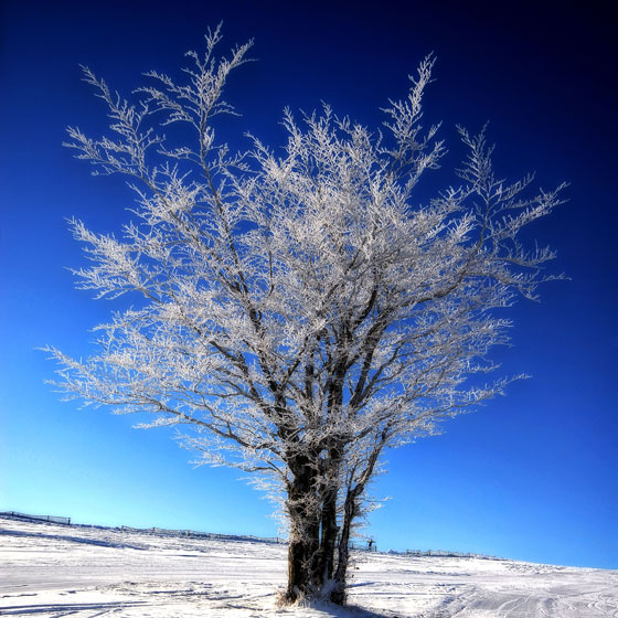 Árbol nevado