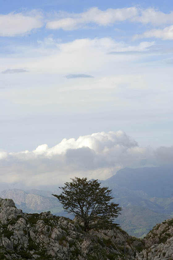 Árbol quieto entre las nubes