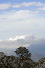 arbol nubes