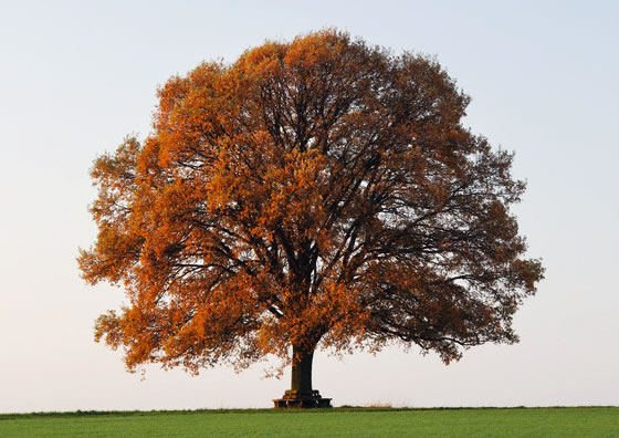 arbol