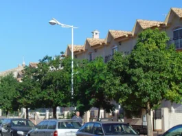 Arbolado urbano en una avenida de Valencia